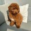 capri.thepoodle_fcf762dabf09478abeecbf1800bc7d3e