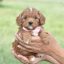 miniature poodle puppies for sale